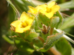Mentzelia micrantha