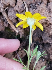 Pseudobahia heermannii