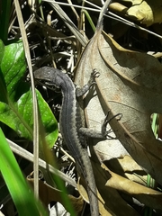 Stenocercus guentheri