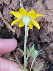 Pseudobahia heermannii