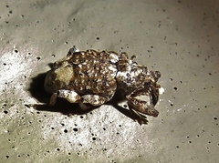 Conotrachelus albicinctus