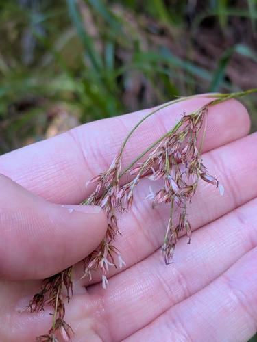 Luzula purpureosplendens, photograph 5