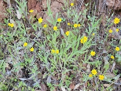 Pseudobahia heermannii