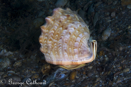 Cassis flammea, 2026-06-18