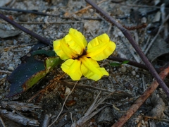 Goodenia ovata