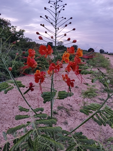 peacock flower