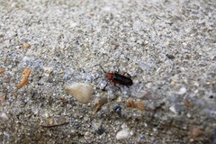 Atalantycha bilineata