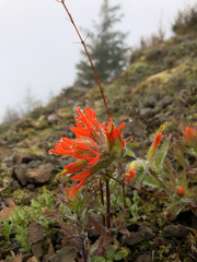 Castilleja hispida