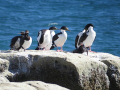 Leucocarbo magellanicus