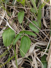 Arnoglossum plantagineum