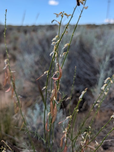 Astragalus filipes, photograph 3