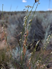 Astragalus filipes, photograph (c) Dominic Gentilcore, some rights reserved (CC BY)