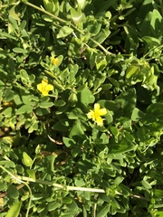 Roepera billardierei