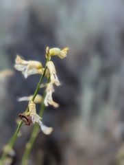 Astragalus filipes, photograph (c) Dominic Gentilcore, some rights reserved (CC BY)