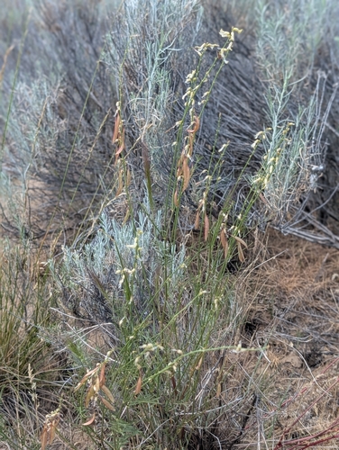 Astragalus filipes, photograph 5