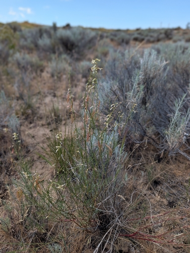 Astragalus filipes, photograph 6
