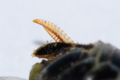 Tenthredo talyshensis