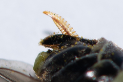 Tenthredo talyshensis