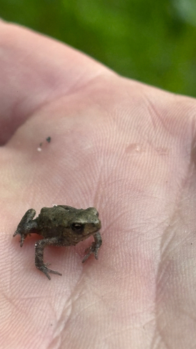 European Toad