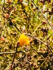 Kerria japonica