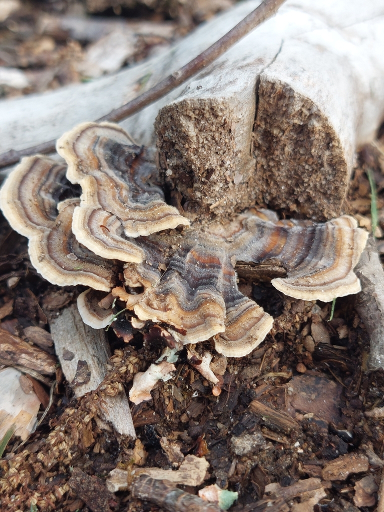 turkey-tail · June 2026 · photo: Photo: (c) Barney M, some rights reserved (CC BY) · iNaturalist