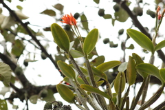 Guarianthe aurantiaca