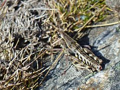 Sigaus australis