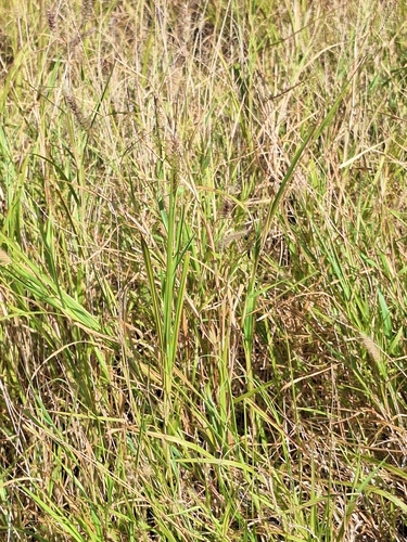 Cenchrus ciliaris observed 2026-06-20