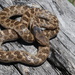 California Nightsnake - Photo (c) André Giraldi, some rights reserved (CC BY), uploaded by André Giraldi