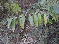 Neopringlea integrifolia