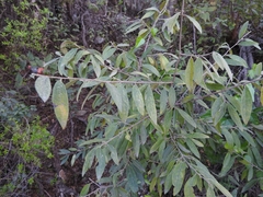 Neopringlea integrifolia