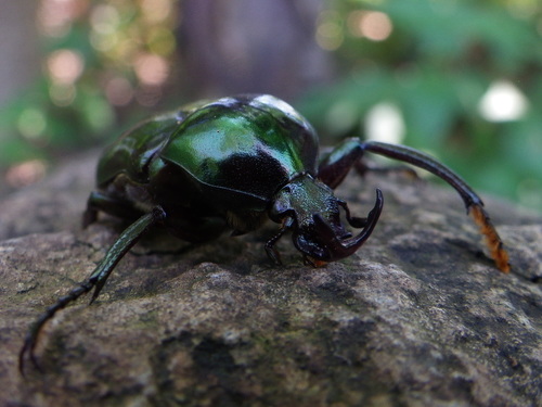 Neoscelis dohrni