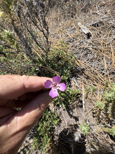 Mt. Lassen clarkia (Clarkia lassenensis)