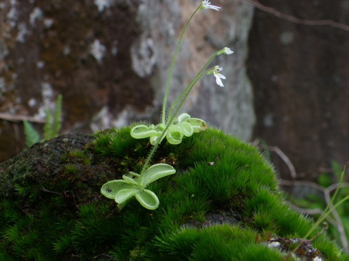 Pinguicula crenatiloba