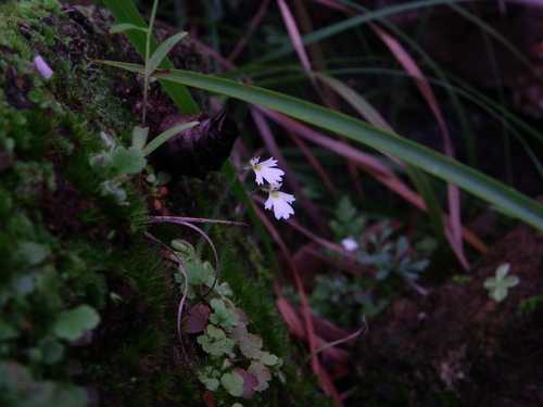 Pinguicula crenatiloba
