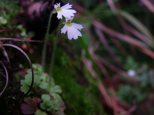 Pinguicula crenatiloba