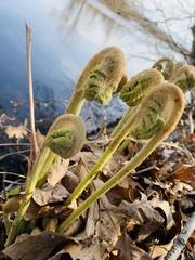 Osmunda claytoniana