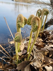 Osmunda claytoniana