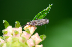 Teleonemia scrupulosa