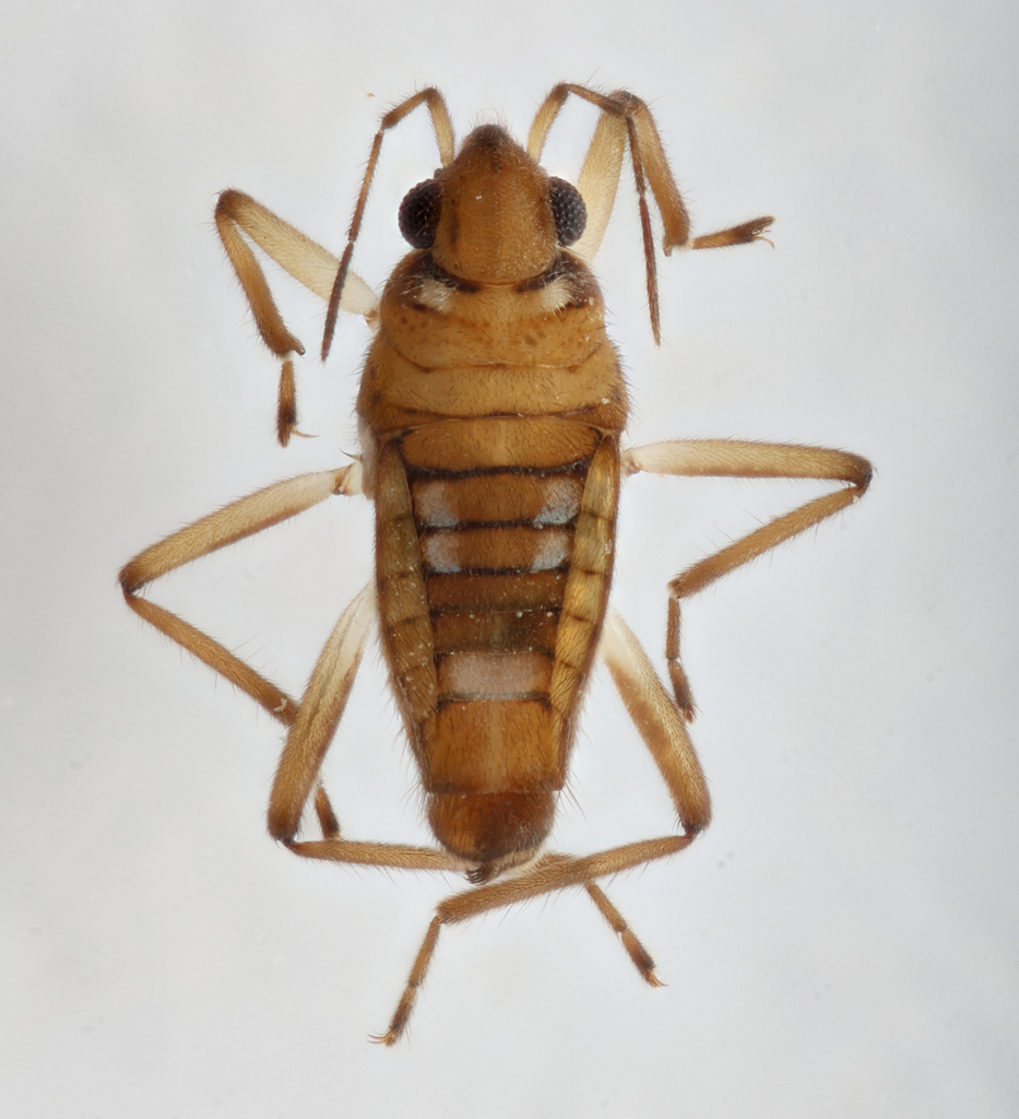 Microvelia tateiana