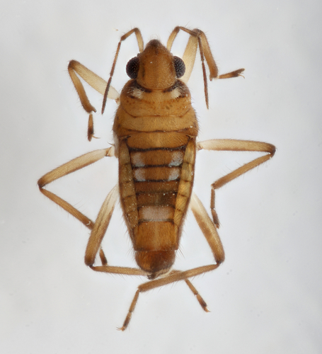 Microvelia tateiana