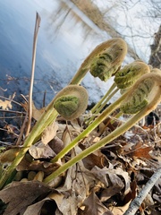 Osmunda claytoniana