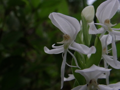 Habenaria clypeata