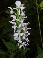 Habenaria clypeata
