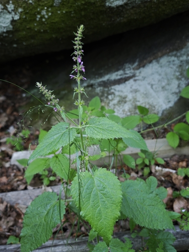 hedge woundwort