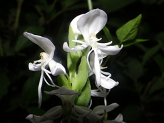 Habenaria clypeata