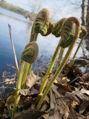 Osmunda claytoniana