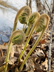 Osmunda claytoniana