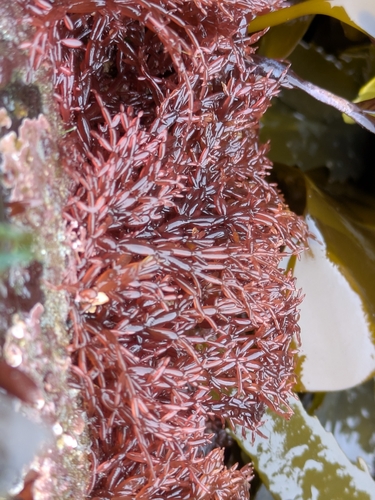 Lomentaria articulata observed 2026-06-19