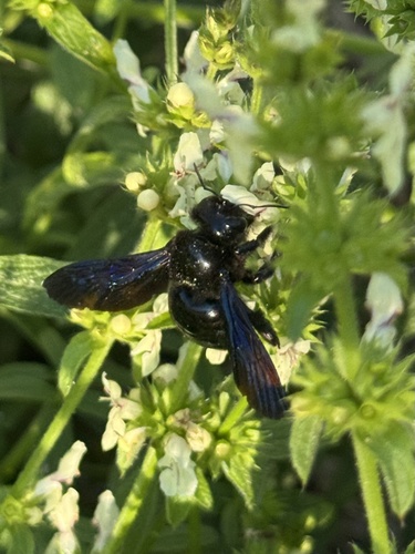 Violet Carpenter Bee